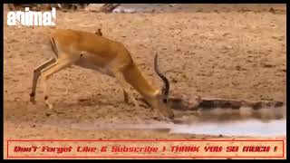 Animal Attacks   The Most Extreme Animals Battlefield   Animal Attacks Wild   Animal Channel