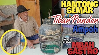 Download Lagu Ampooh Loor 😱 Perkutut Lokal Katuranggan KANTONG SEMAR 🤩 Tiban dari Punden MP3