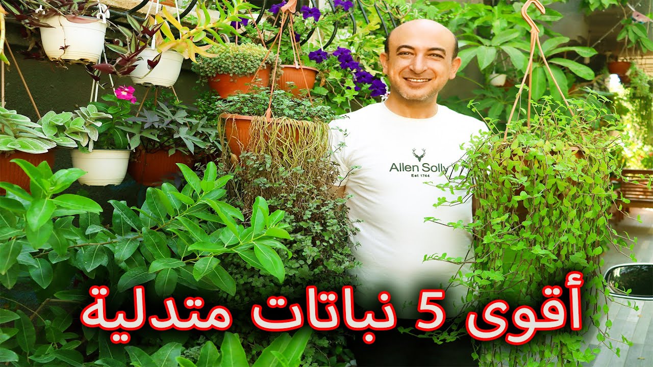 أفضل و أقوى خمس نباتات متدلية The Best 5 Hanging Plants