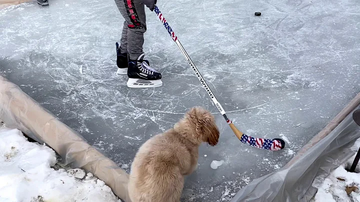 hockey dog