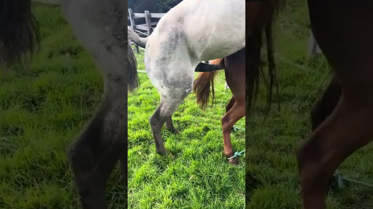 A horse and a horses to match sex with each other.