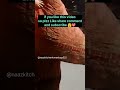 Jasnـeـeid Miladunnabi Mubarak #ytshorts#viralshorts#shorts