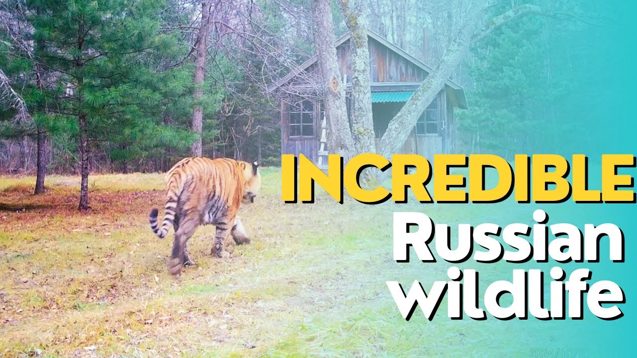 Incredible Russian Wildlife! Siberian tigers & others.