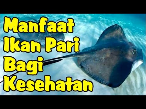 Apakah Ikan Pari Halal