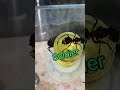 Part 2 of Saving My Ants From Mold