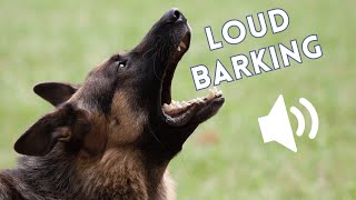 LOUD Dogs Barking Sounds (See How Your Dog Reacts) by Animal Life 65 views 3 weeks ago 8 minutes, 52 seconds