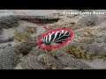 Masai Mara River Crossing Migration|Crossing of Zebra Across the Crocodile-Infested Mara River