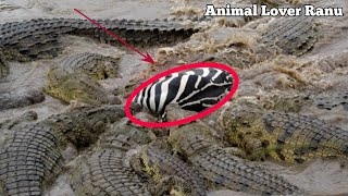 Masai Mara River Crossing Migration|Crossing of Zebra Across the Crocodile-Infested Mara River