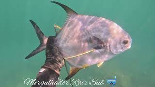 #pesca Sub  #captura de paru dentão e pampo mergulhador Raíz Sub