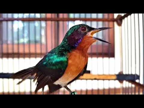 KOLIBRI WULUNG GACOR NEMBAK RAPAT PANJANG pas untuk masteran burung