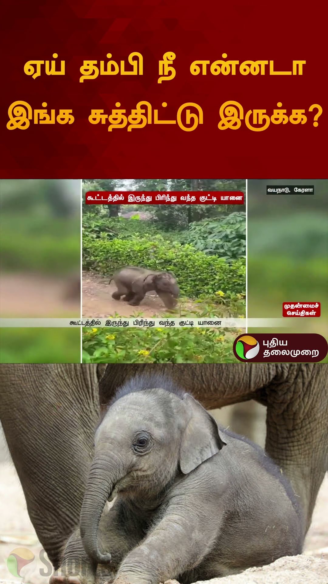 ஏய் தம்பி நீ என்னடா  இங்க சுத்திட்டு இருக்க? | #elephant | #wayanad | #shorts