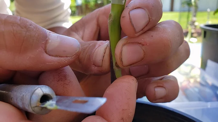 Whip and Tongue graft tutorial demonstrated by Kyle Franks