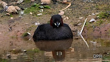 LITTLE GREBE AT BELVIDE VIDEO