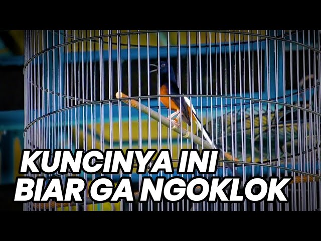 KUNCINYA INI‼️BIAR BONGKAR DAN GA NGOKLOK class=