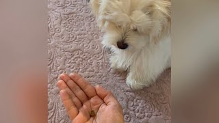 Basic training for Maltese puppy: 6 necessary orders for dog puppy by Maltese story 612 views 1 year ago 1 minute, 23 seconds