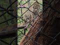 #music #funny #comedy #song #pets #animals #photography #nature #photographer #leopard