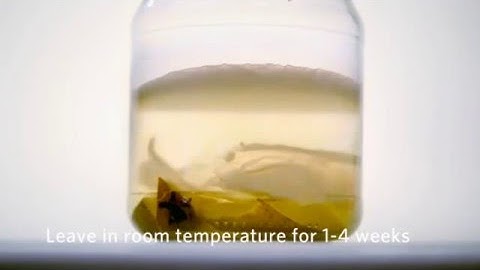 Copy of Growing bacterial cellulose