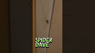 Spider Daves Doin The Vertical Chaos Dance Tapity Tap