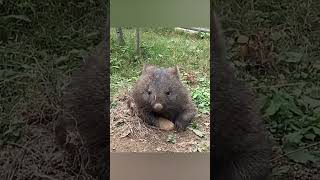 Thumbnail for Странная суперспособность вомбатов и новый тренд у шимпанзе