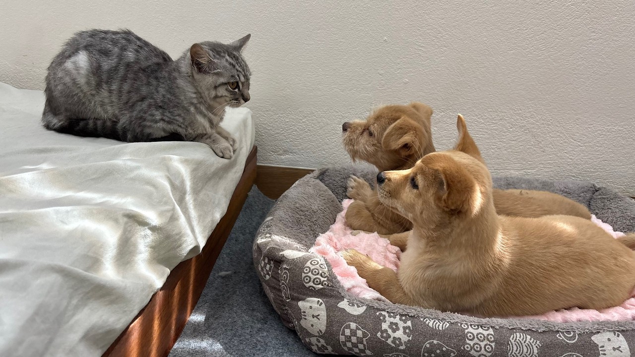 Котенок в шоке от того, что брошенный щенок занял ее любимую лежанку!