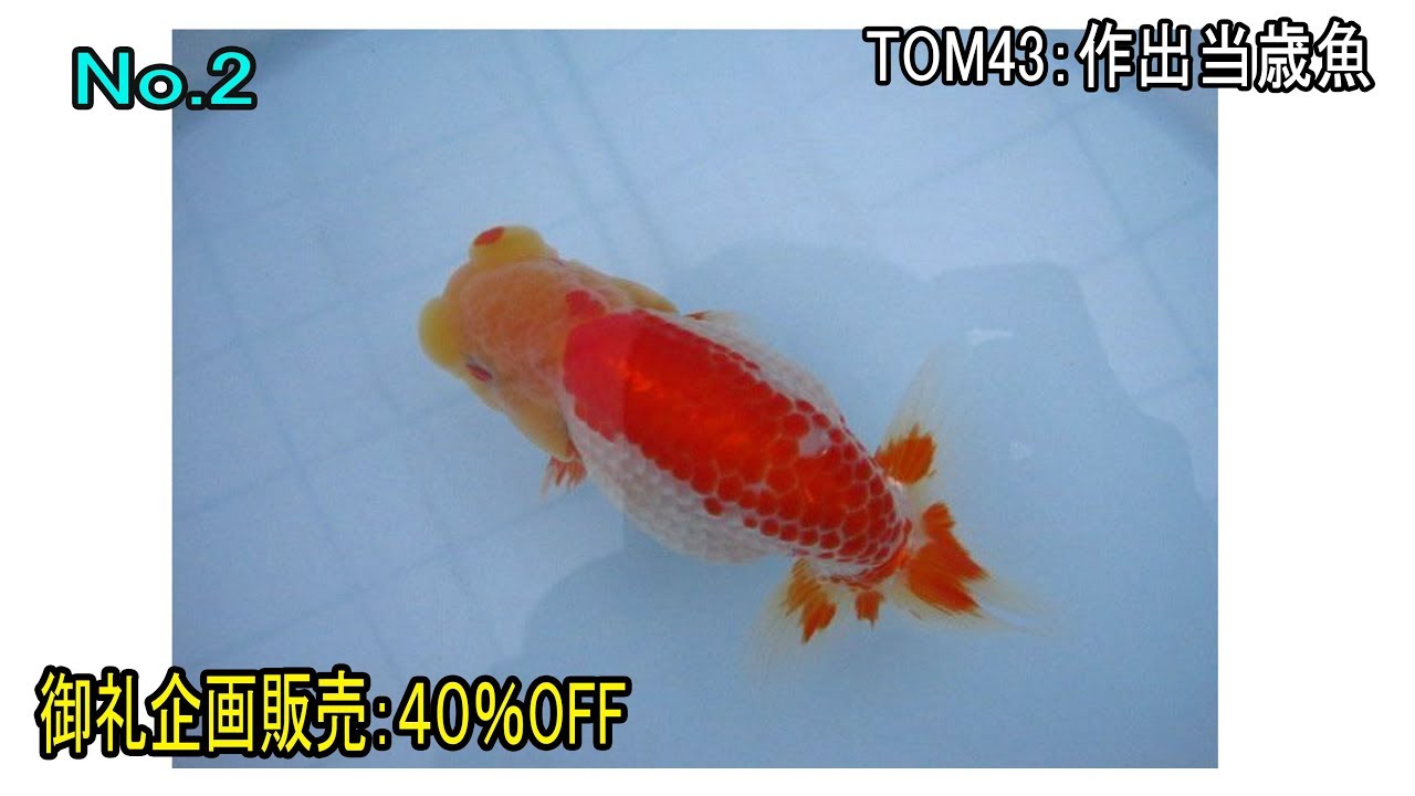 らんちゅう（金魚の王様）売約済み ＃02 当歳：約12センチ メス