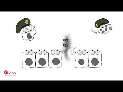 Inflammasome & Pyroptosis - arigo minifilm - video from Arigo biolaboratories