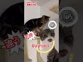 レスって？　　　　　　　　　　　　　保護猫シンとテンの物語