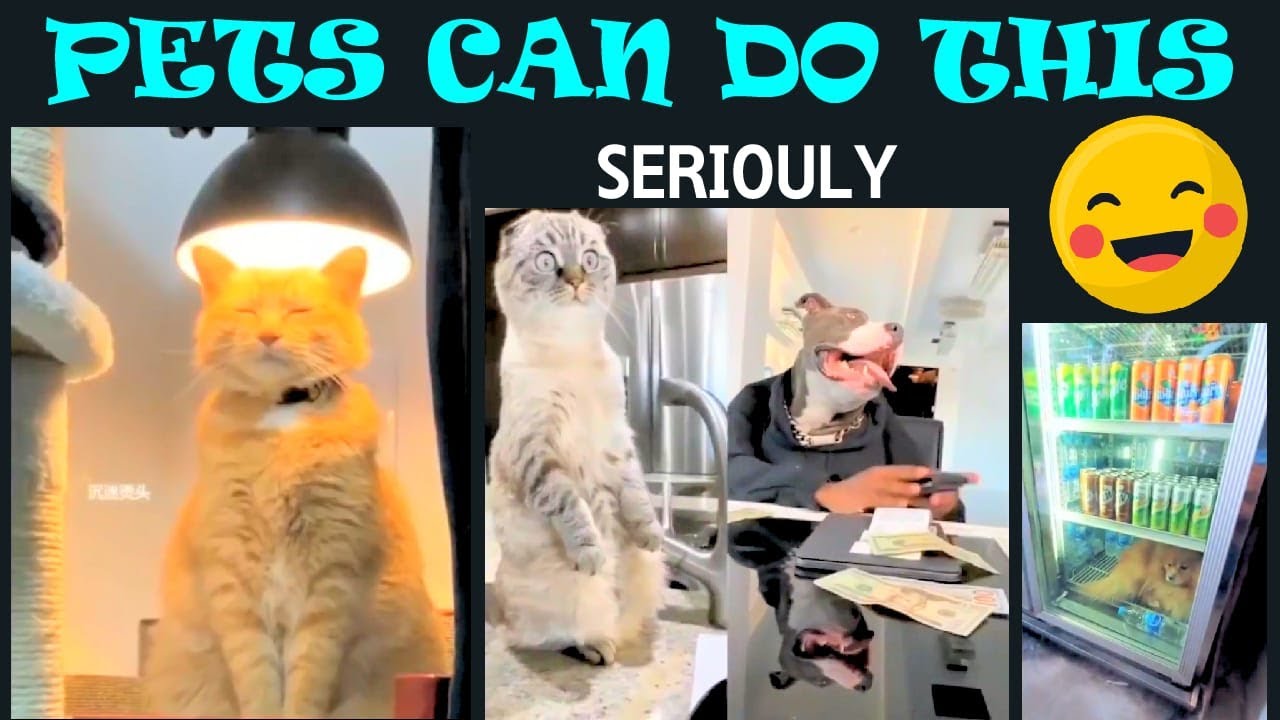 Funny Funny Animal Clips and Viral Scenes | Jchille Funny Hub