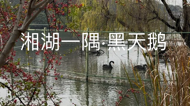 在杭州湘湖边散步，经过黑天鹅栖息地和一片枯荷倒影。并无寒意，依旧杨柳依依。