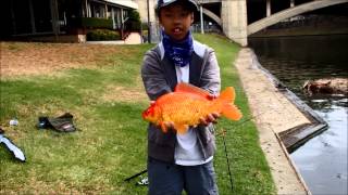 Goldfish, Mirror Carp and Commons | River Torrens