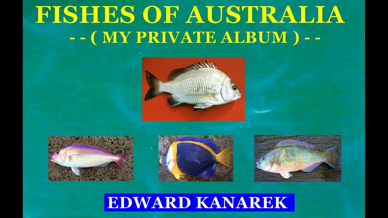 FISHES OF AUSTRALIA - (  My private album )