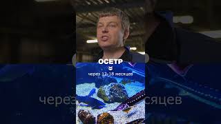 Форель даст прибыль через 10–14 месяцев. Осётр — 12–18. Чем короче цикл, тем быстрее доход.