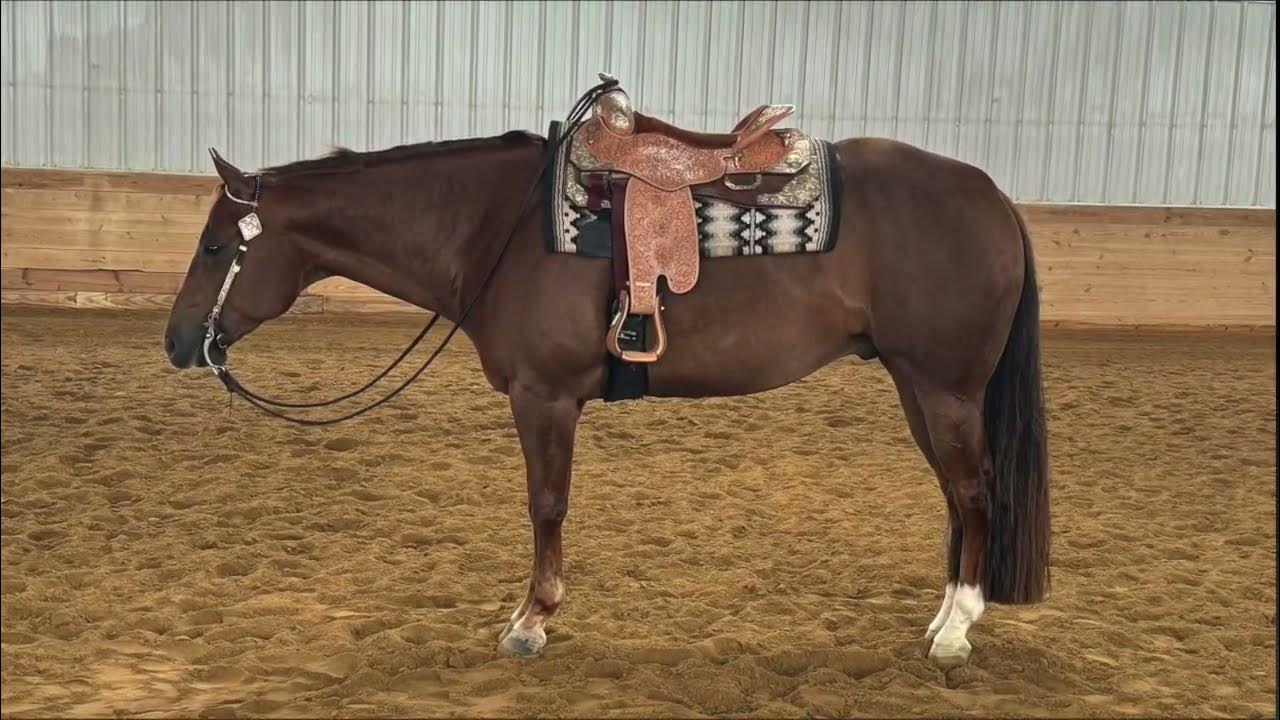 SOUTH OF MASON DIXON AQHA For Sale YouTube
