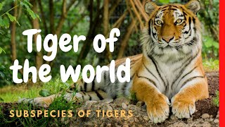All Tiger subspecies | Extinct and Alive tigers | All types of tigers | evolution