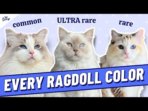 ALL the Ragdoll Cat Colors Including the RAREST, Non-Standard Colors