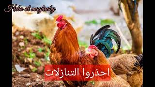 احذروا التنازلات واتعلم يكون عندك عزة نفس وكرامة في /حكمة اليوم