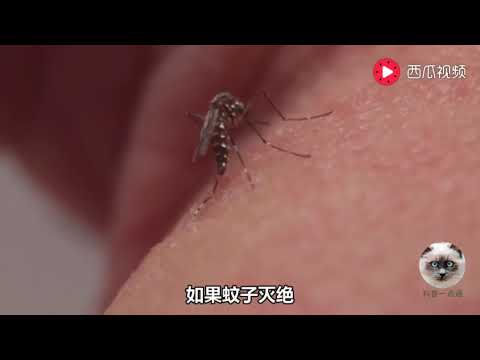 如果蚊子都消失了，这个世界会发生什么样的变化？看完心情复杂