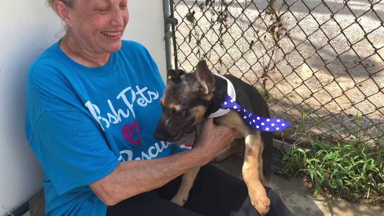 Puppy Luke, Posh Pets, Long Beach, NY YouTube