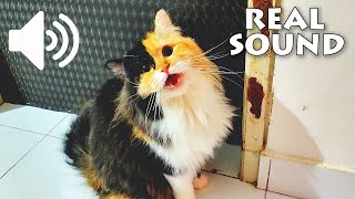 FEMALE CAT IN HEAT MEOWING MATE CALLING  - PRANK YOUR PETS by My Kitty Story 10,728 views 10 months ago 8 minutes, 18 seconds