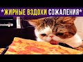 Приколы. Кот сел на диету | Мемозг #385