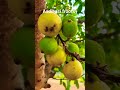 aadibasi froots # food #recipe #cooking # desi rasoi magic # trending short