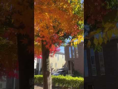 Nicholas Tse 謝霆鋒 無聲仿有聲 鋼琴音樂 Relax Piano Music 香港 Hong Kong Singer 紅葉