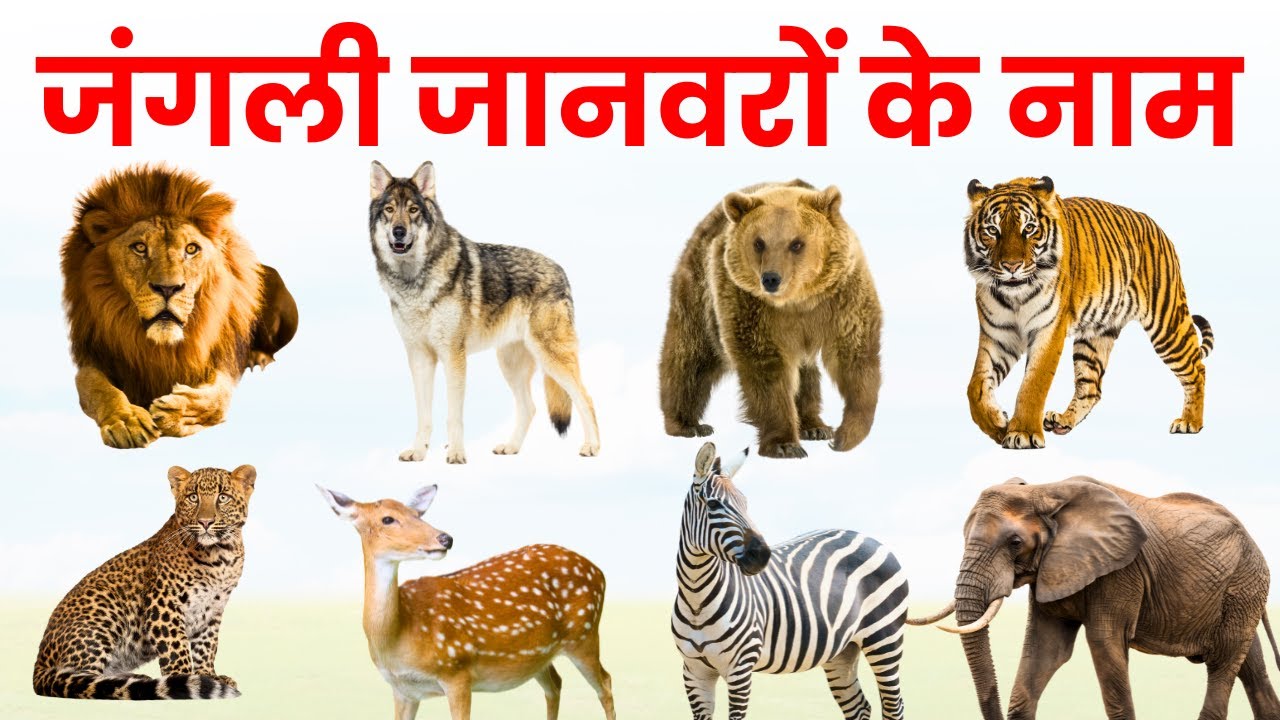 Wild Animals Name in Hindi And English | जंगली जानवरों के नाम | Wild Animals Name