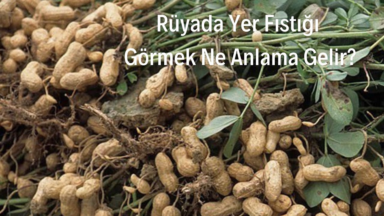 Rüyada Yer Fıstığı Görmek Ne Anlamadır? - YouTube