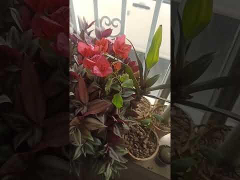 این قلم را من در آب گذاشتم وبعد از یک ماه ریشه زد و به خاک انتقال دادم ومیبینید که چه گل زیبائی داده