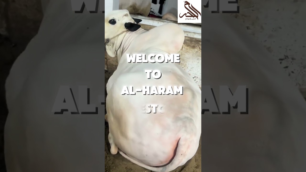 Al haram livestock farm Halal business Halal income 