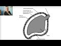 Anatomy CVS  Module  in Arabic  10  ( Fibrous pericardium) ,  by Dr, Wahdan