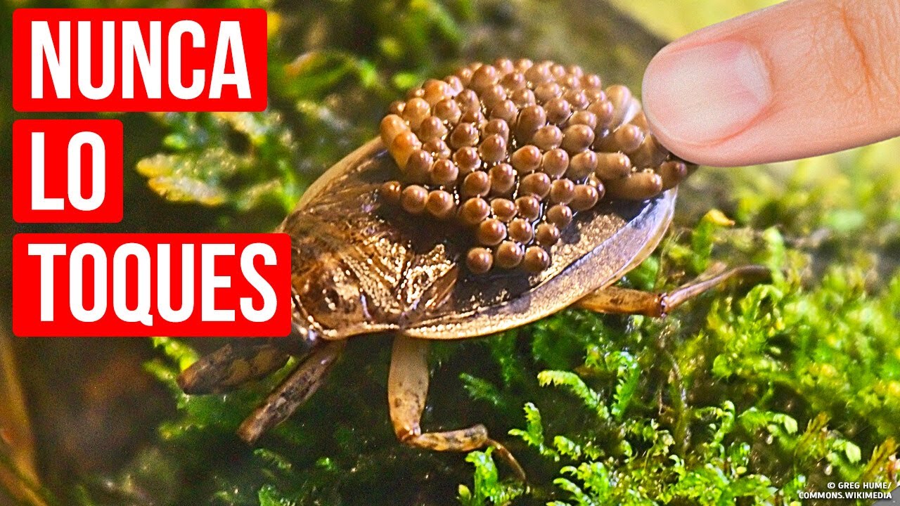 Si ves este insecto en el agua, al�jate lo antes posible