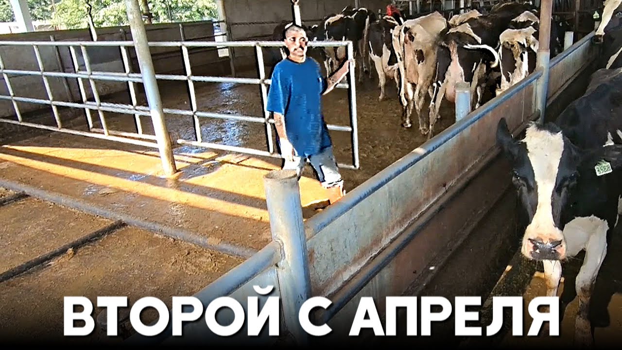 В США подтвердили второй с апреля случай птичьего гриппа у человека ...