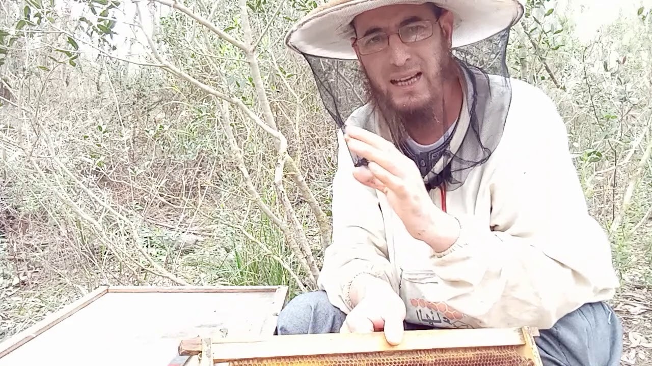 تربية الذكور، وبعض الفوائد.